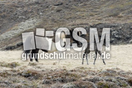 Islandpferde (15 von 50).jpg